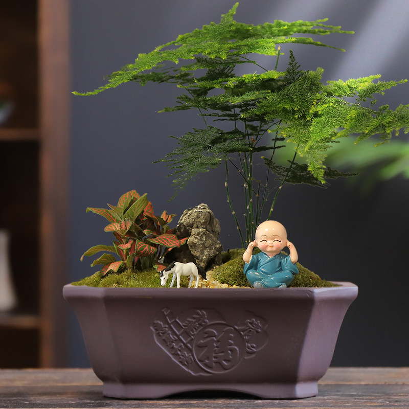 新款大口径紫砂绿植花盆图片