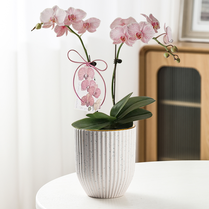 简约创意陶瓷花盆高款室内吊兰文心兰蝴蝶兰专用盆多肉绿植盆