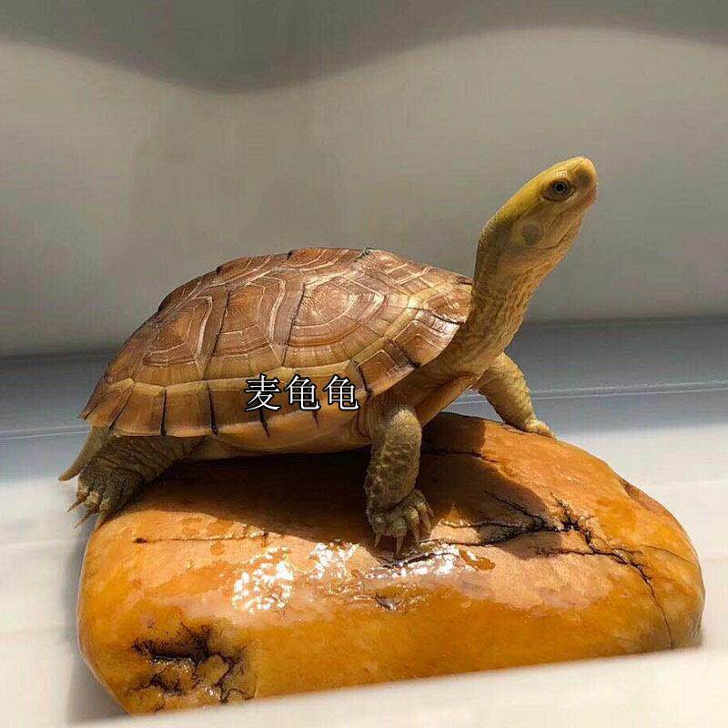 ly麦龟龟皖喉三黄幼龟金头小青宠物龟年石金钱风龟乌龟