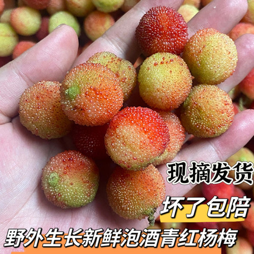 新鲜泡酒酸青红杨梅现摘现发包邮