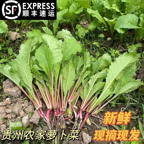 贵州新鲜叶菜萝卜菜叶子蔬菜包邮
