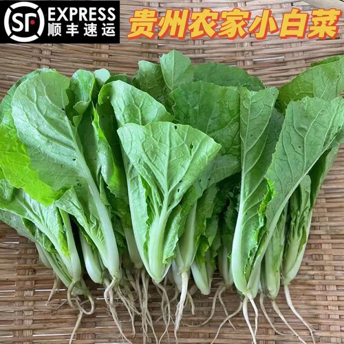 贵州农家新鲜现摘蔬菜小白菜包邮