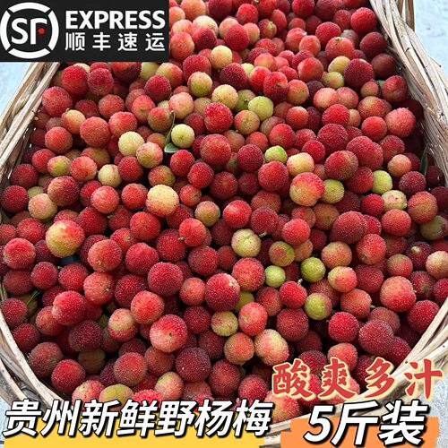 新鲜酸野青红小杨梅生水果子泡酒