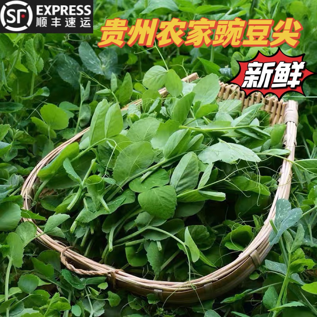 贵州新鲜蔬菜叶子菜嫩豌豆尖包邮