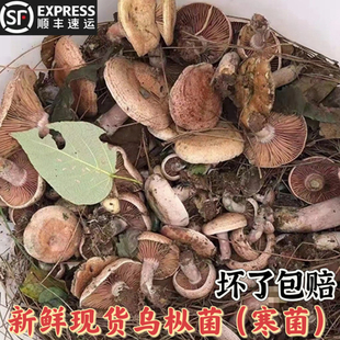 贵州新鲜野外菌子黄蘑菇生乌枞菌松树菌重阳菌寒紫谷熟菌500g包邮