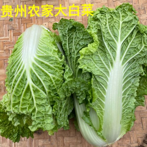 贵州农家特产大白菜新鲜蔬菜包邮