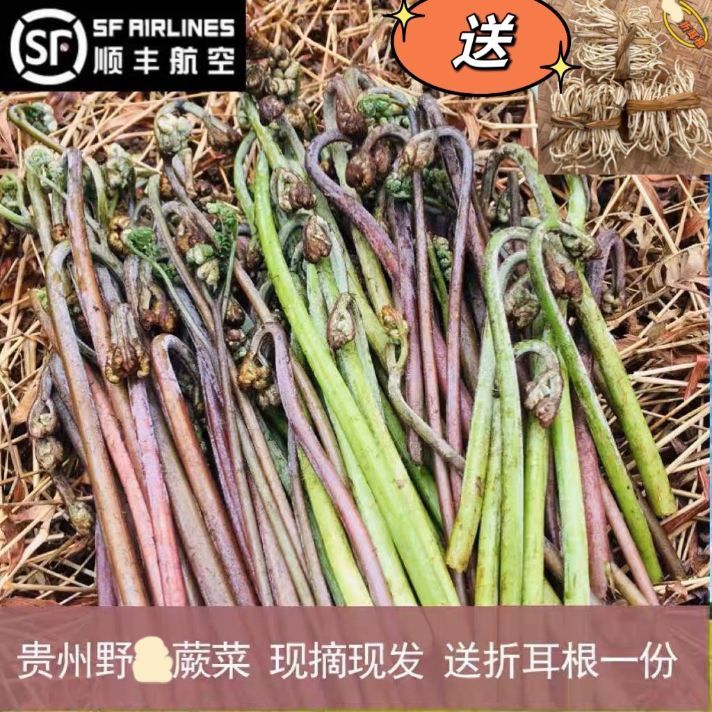 贵州新鲜野外生甜蕨菜龙爪菜野菜蔬菜现摘现发食用折耳根500g包邮