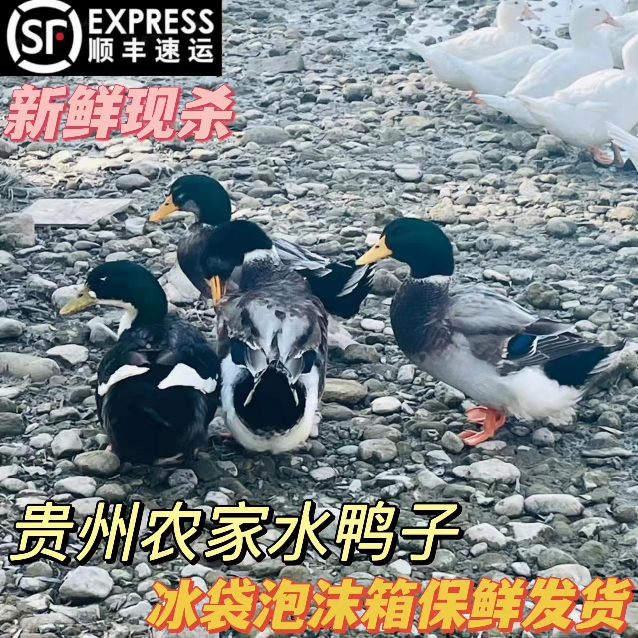 贵州农家散养旱鸭子现杀半只净重