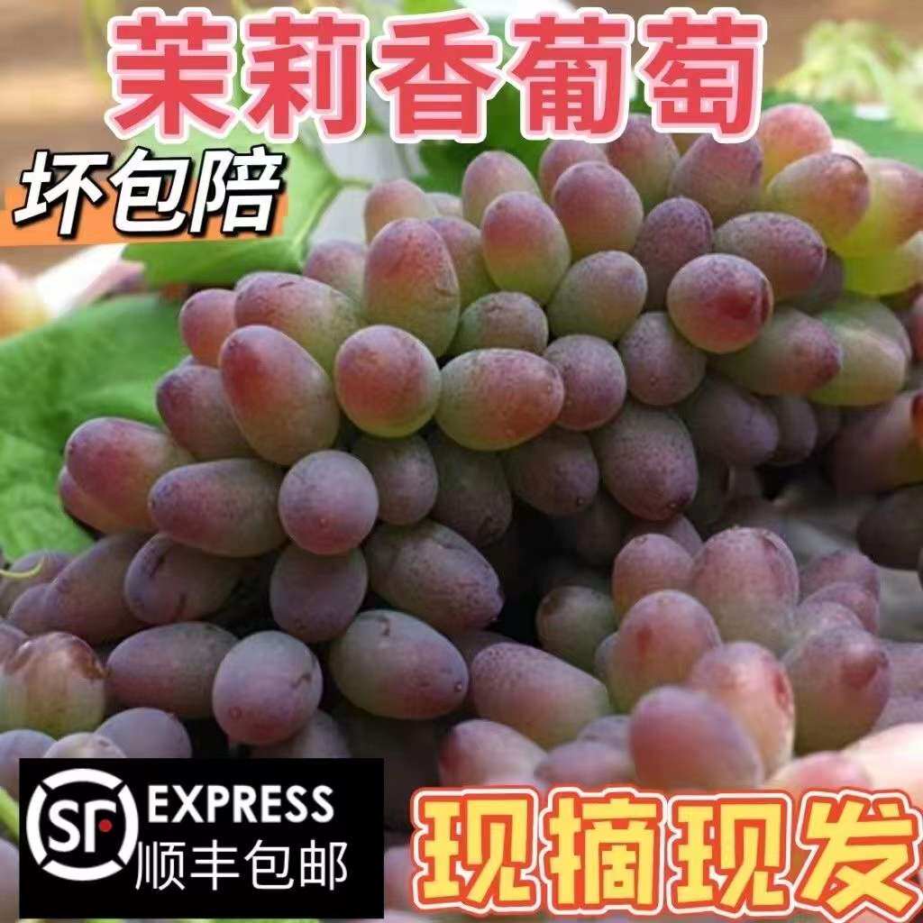 新鲜现货茉莉香葡萄玫瑰香水果花香郁金香红提子无核500g顺丰包邮