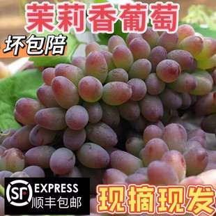 新鲜现货茉莉香葡萄玫瑰香水果花香郁金香红提子无核500g顺丰 包邮