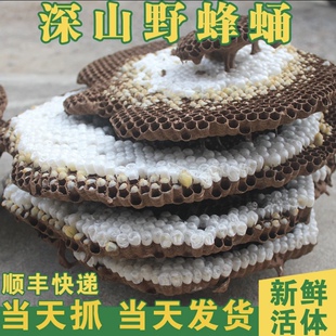 活体蜂巢蛹鲜活 活蜂虫 黑尾虎头蜂虫地蜂黄牛蜜树蜂 幼虫1斤新鲜