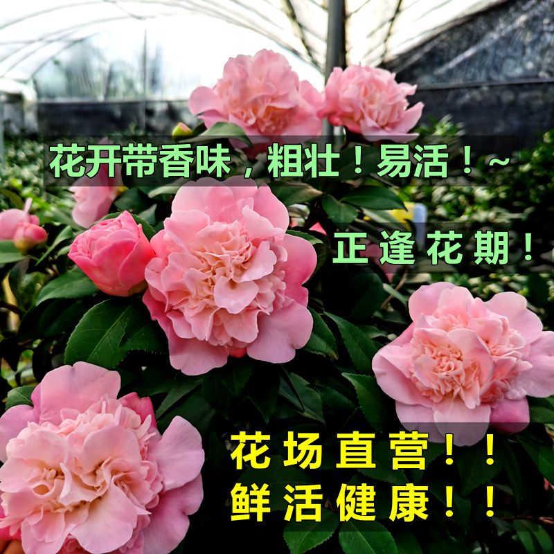 香妃茶花盆栽带香味粉色山茶花树苗室内庭院花卉四季桂花植物室内