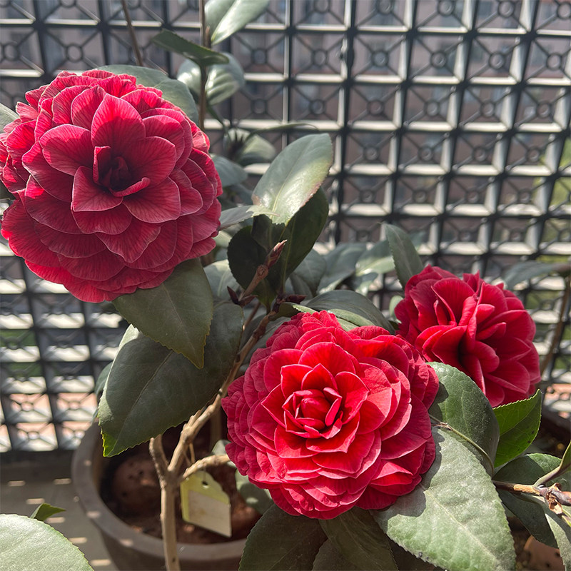 红叶贝拉茶花阳台冬季紫红色名贵