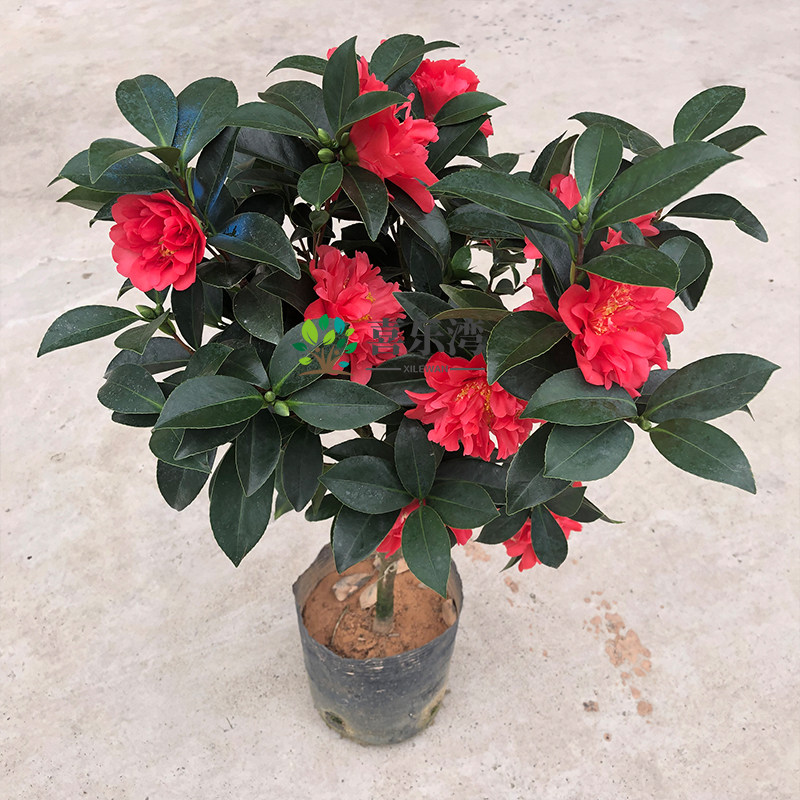 2四季茶花夏日七心树苗盆栽带花苞重瓣品种阳台植物花卉开花不断