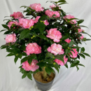 名贵四季 香妃茶花带花苞小苗夏日七心五色赤丹时令草本花卉原生苗