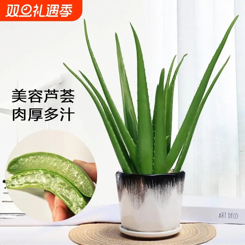 芦荟盆栽库拉索美容护肤多肉植物花卉室内可食用办公室好养活甲醛
