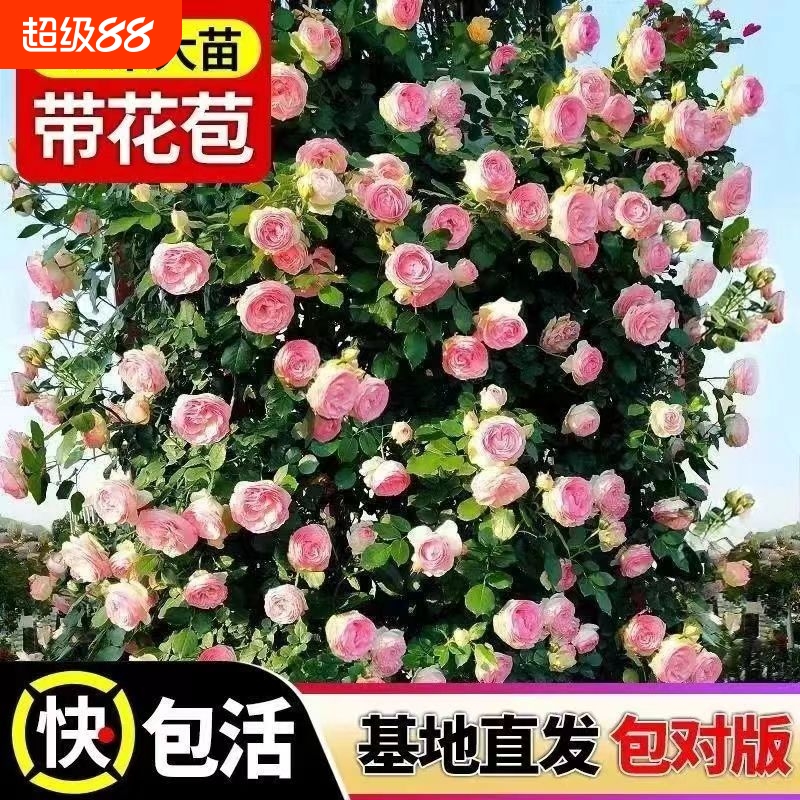 伟大世纪月季花大苗盆栽阳台庭院