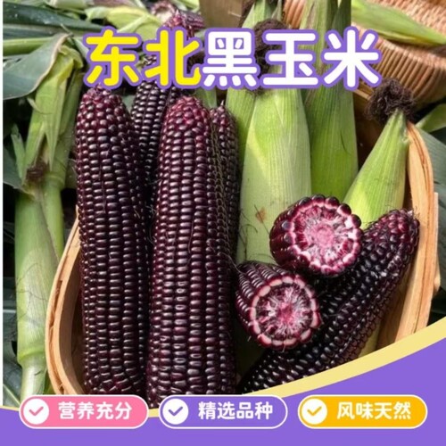 煜松新鲜黑糯玉米香甜甜糯玉米粗粮代餐真空装黑玉米现摘好吃健身