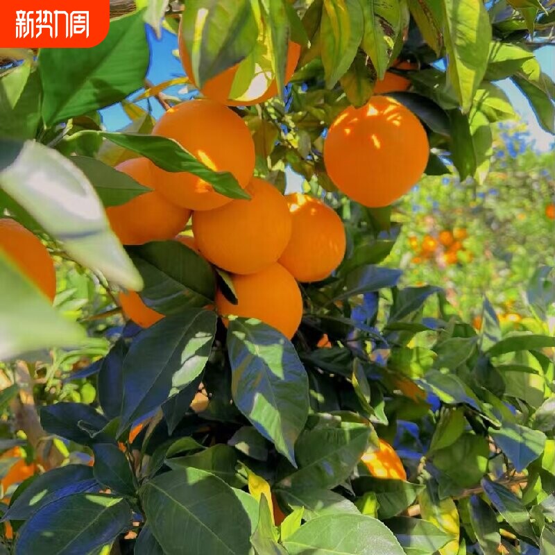 赣南脐橙树苗果冻橙子果树果苗当年结果沃柑大桔子盆栽南方种植