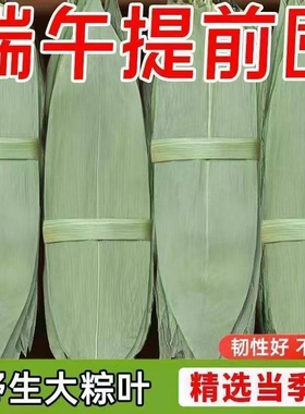 粽子叶粽叶干大号棕叶新鲜包粽子的竹叶子干粽叶商用箬叶材料批发