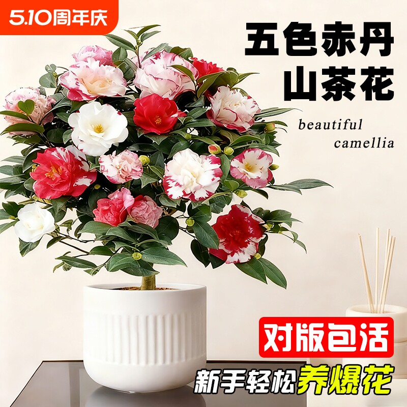 香妃山茶花盆栽五色赤丹树苗四季好养大花浓香室内阳台花卉绿植物