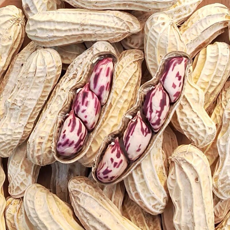 2025新货七彩花生云南普洱七彩晒干五彩花生花生五彩花生米
