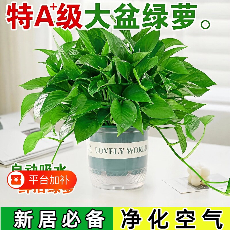 绿萝室内盆栽长藤垂吊绿植水培大叶绿箩四季好养办公净化空气植物