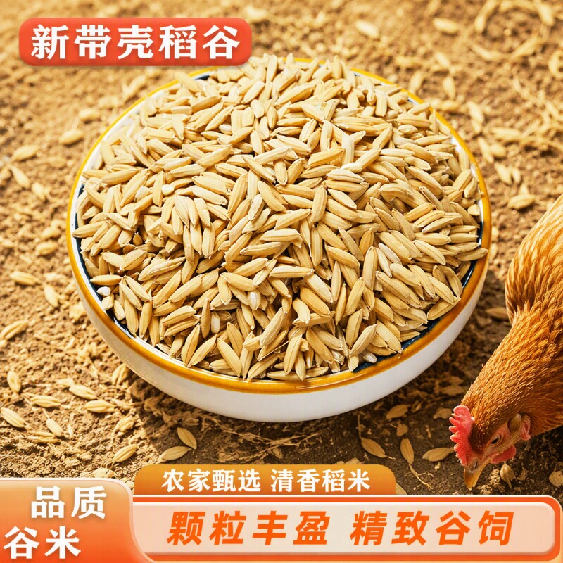 2025年稻谷带壳喂鸡鸭鸽粮饲料批发谷子水稻子喂鸡鸭鹅鸟杂粮粮食
