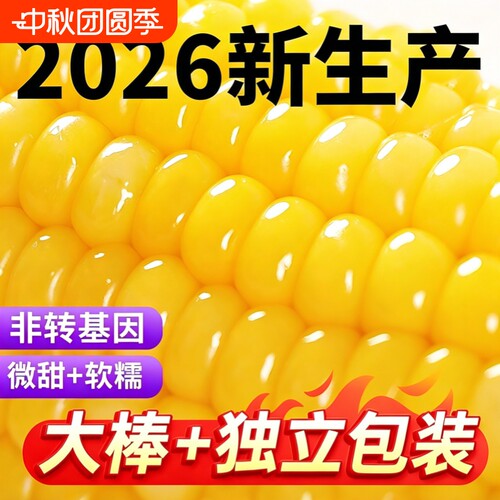 东北黄糯玉米香甜软糯新鲜玉米黑土种植产地直发真空包装加热即食