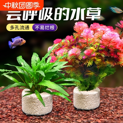 花百年水草植物净化水质