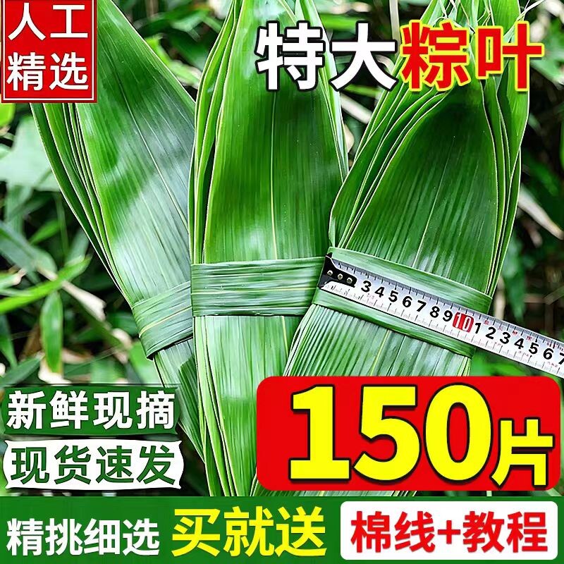 粽子叶棕叶新鲜大号新叶包粽子专用的叶子端午节商用批发干粽叶大