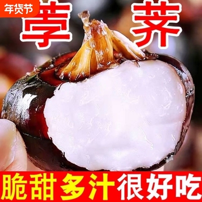 新鲜马蹄果荸荠农家自种地栗地梨现挖现发水果蔬菜奶香脆甜鲜嫩