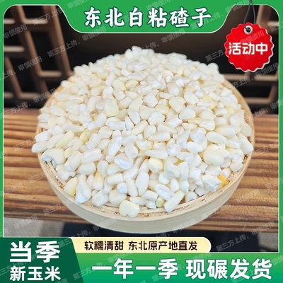 甜糯白玉米碴子大渣子新货包谷糁农家自种五谷杂粮白色糯玉米白糯