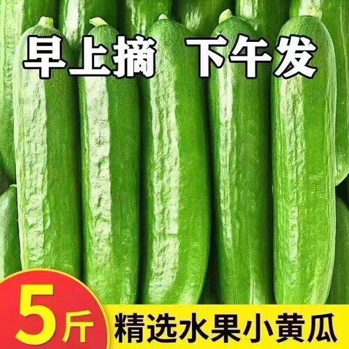 新鲜现摘水果小黄瓜嫩青瓜生吃蘸酱脆甜无刺小青瓜香脆新鲜采摘