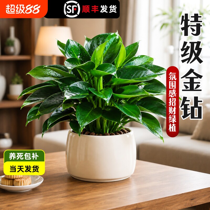 金钻盆栽植物绿公主水培绿植吸高颜值室内多肉四季花卉客厅大叶图片