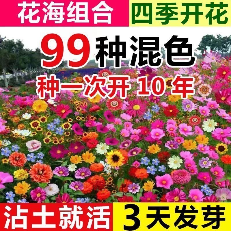 花种子简单易种包成活