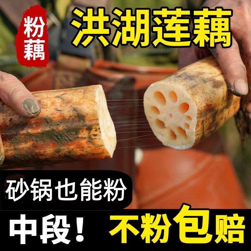 正宗湖北洪湖粉藕莲藕新鲜糖藕煲汤炖汤藕粉糯米藕九孔粉莲藕现挖