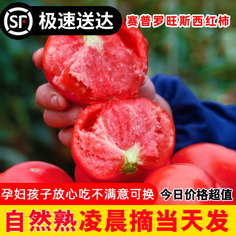 赛普罗旺斯西红柿孕妇水果当季沙瓤西红柿自然熟新鲜生吃番茄蔬菜