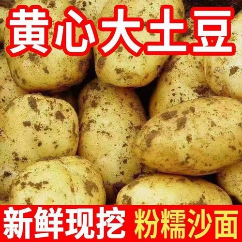 云南正宗新黄皮大土豆黄心洋芋现