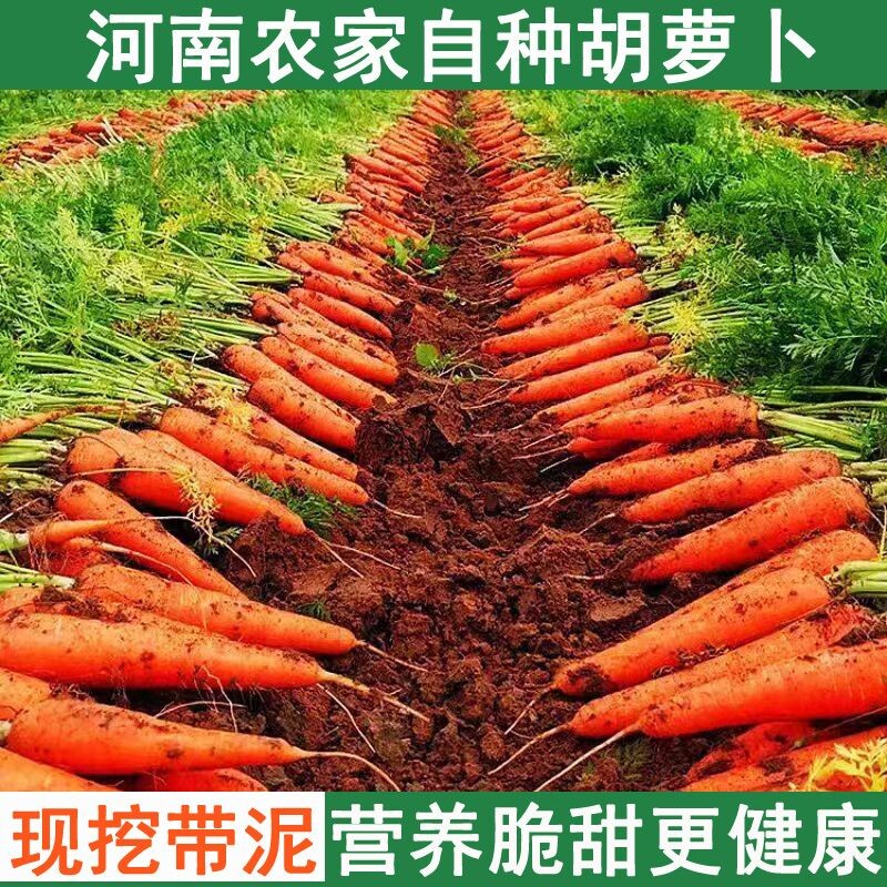 河南胡萝卜红萝卜新鲜现挖带泥农家自种营养健康蔬菜生吃脆甜爽口