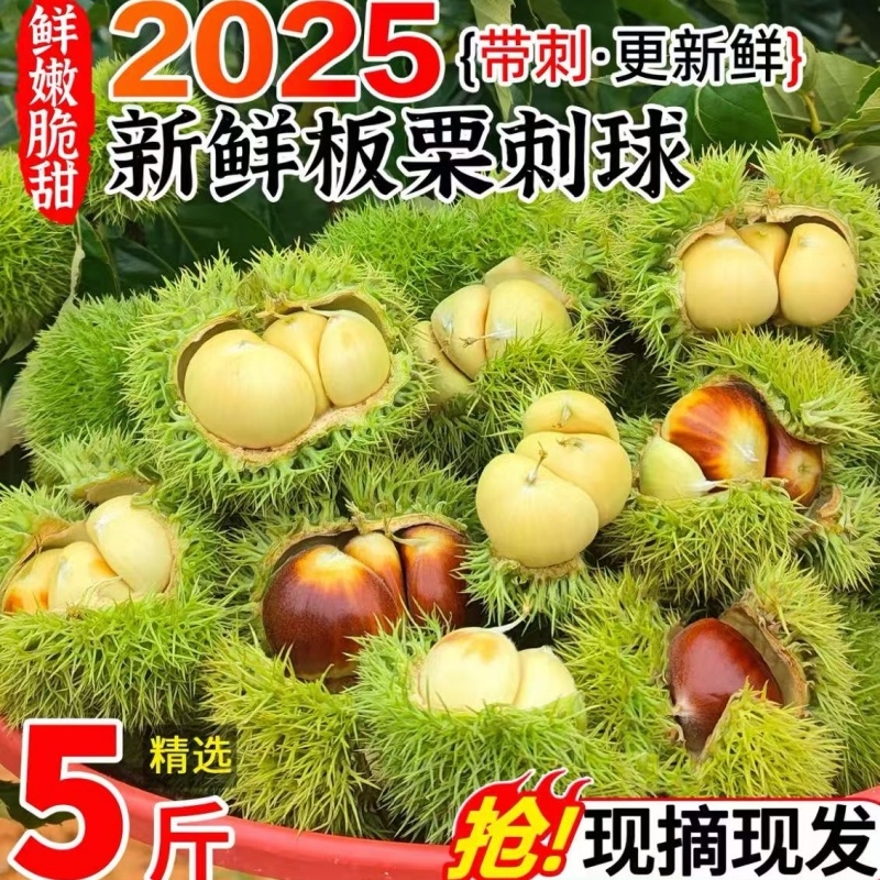 2025新货当季新鲜带壳嫩板栗刺球生板栗子球油栗毛栗球刚下树
