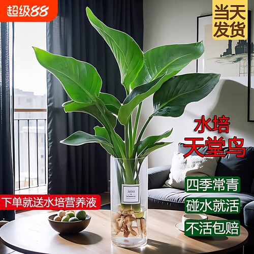 水培天堂鸟盆栽花卉植物室内绿植