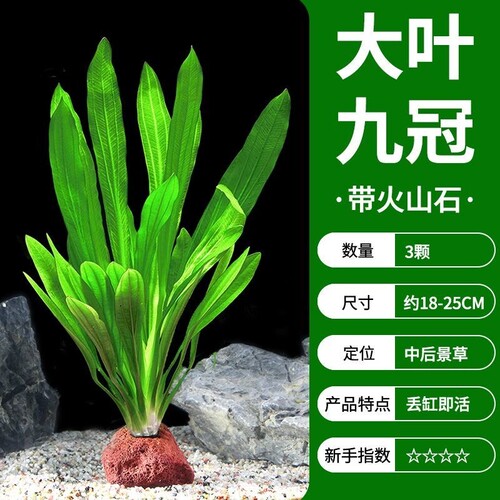 懒人造景水草大叶九火山石皇冠
