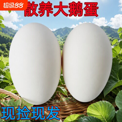 农家散养鹅蛋新鲜鹅蛋孕妇正宗老 草鹅蛋土现捡现发