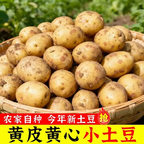 恩施农家现挖黄心小土豆