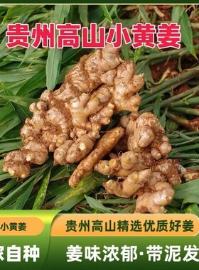 生姜农家自种贵州小黄姜月子辛辣