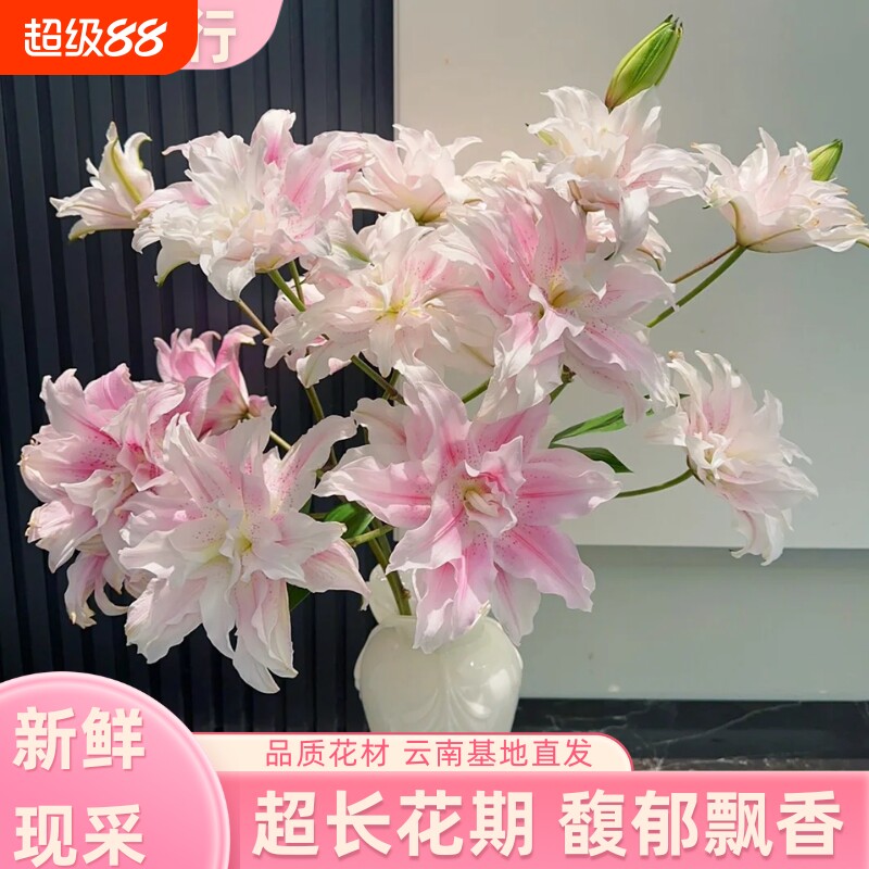 伊莎贝拉重瓣百合鲜切花图片