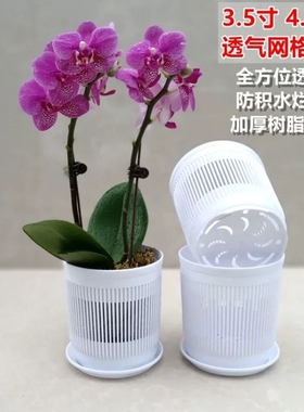3.5寸蝴蝶兰控根网格盆白色棕色可选专用育苗石斛兰花杯透气花盆