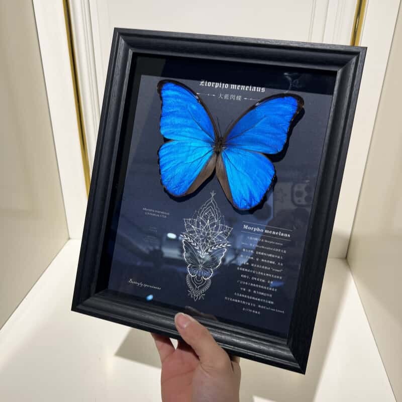 光明女神闪蝶海伦娜蝴蝶喷绘挂画大蓝闪蝶卧室展示框摆件装饰画