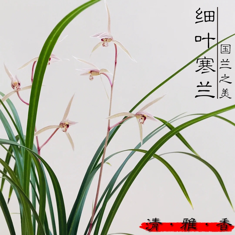 名贵兰花苗 细叶寒兰高档室内好养浓香冬带花苞桌面盆栽绿植花卉